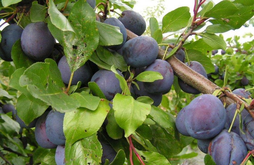 พลัมฮังการี