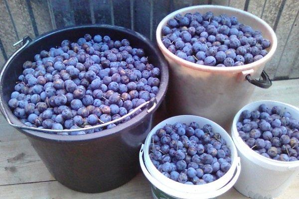 การเก็บเกี่ยว