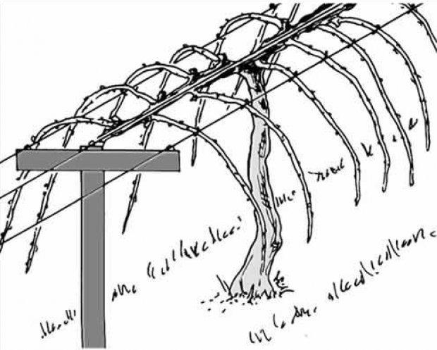 taille des actinidies