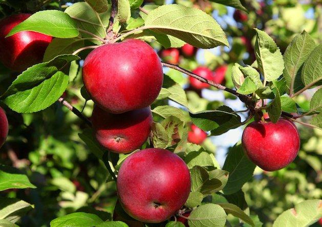 สวนของแมคอินทอช