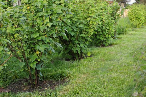 ต้นลูกเกด