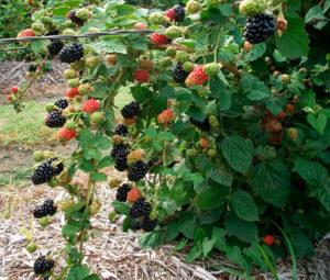 วิธีดูแลแบล็กเบอร์รี่ในพื้นที่โล่ง การปลูกและการปลูก