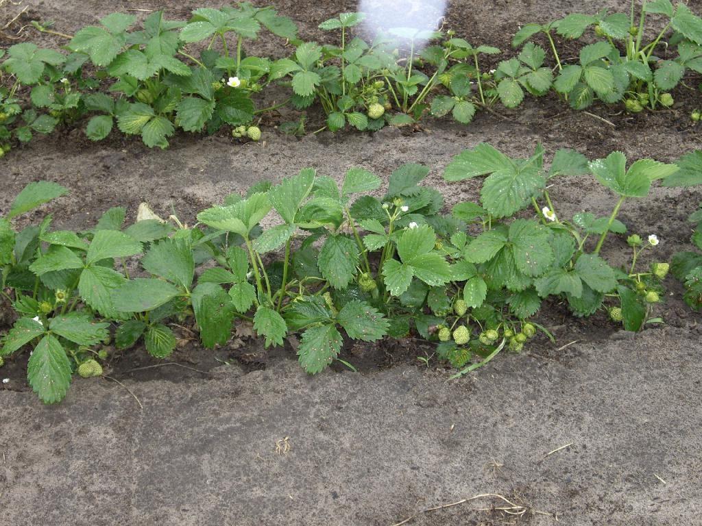 เตียงสตรอเบอร์รี่