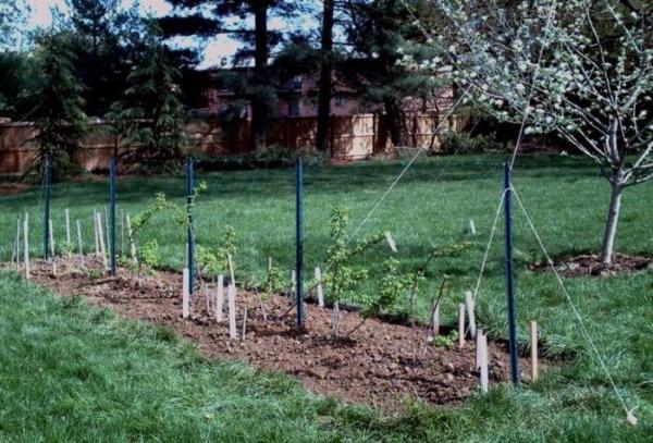 planter des framboises