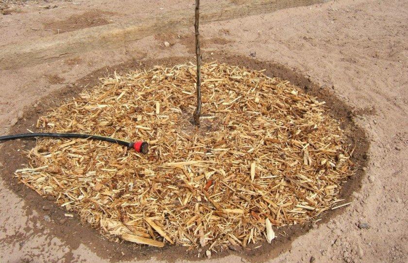 การคลุมดินและการดูแลเชอร์รี่