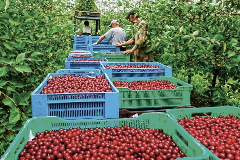 เก็บเกี่ยว