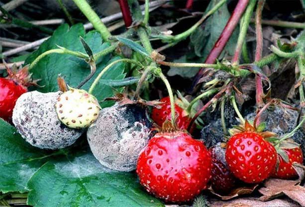 โรคเน่าดำ