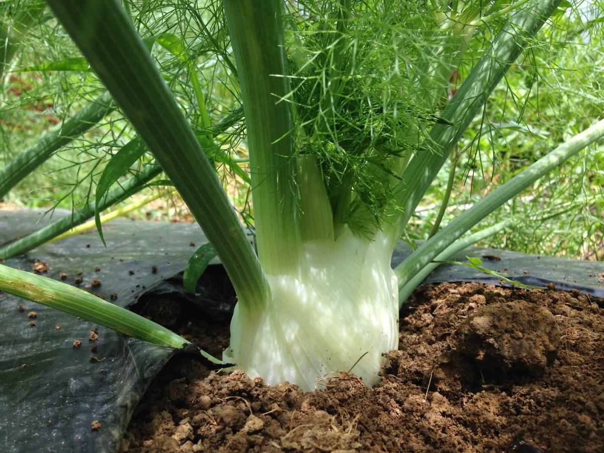 การปลูกยี่หร่า