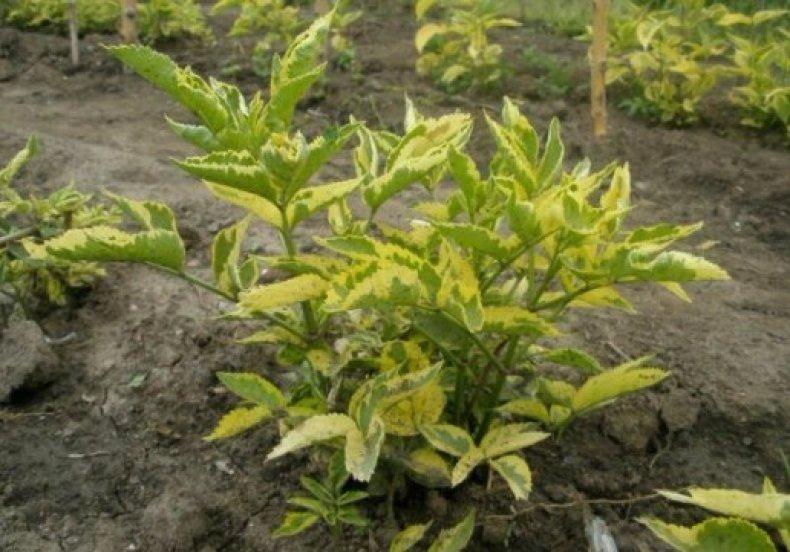 ใบเอลเดอร์เบอร์รี่