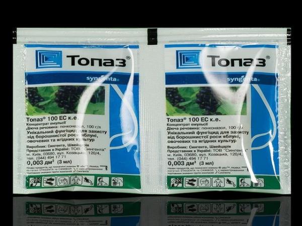 การควบคุมโรคราแป้งในมะยมด้วยกำมะถันโดยใช้วิธีพื้นบ้านและเคมีบำบัด