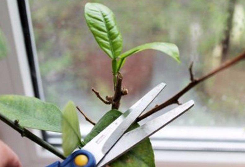 การตัดแต่งและขึ้นรูปอะโวคาโด