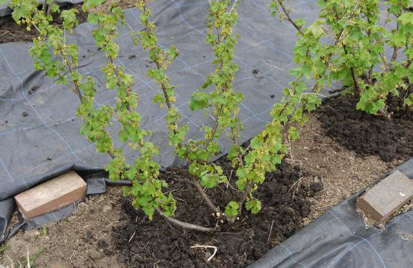 planter des groseilles