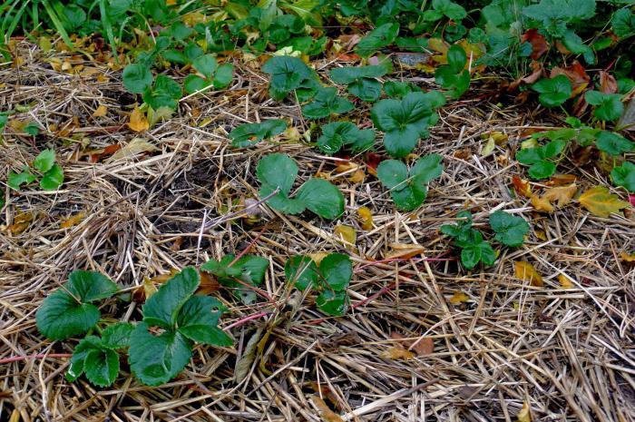 การดูแลแปลงดอกไม้