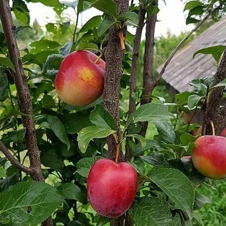 ลูกผสมพลัมชาราฟูกา