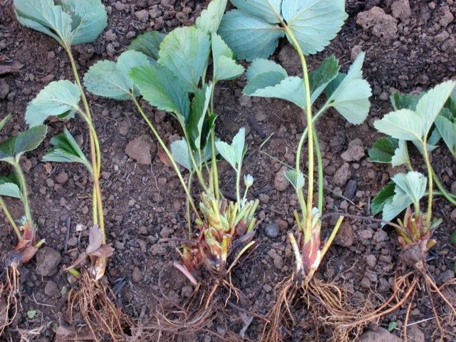 การย้ายปลูกสตรอเบอร์รี่