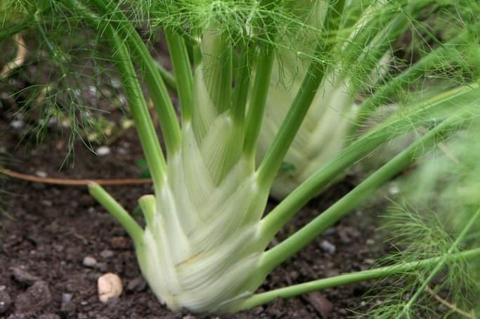 การปลูกยี่หร่า