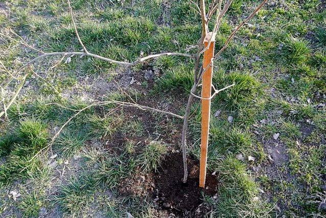 การปลูกและการดูแลรักษา