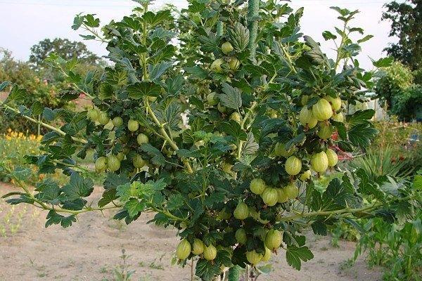 พุ่มไม้ที่มีผล