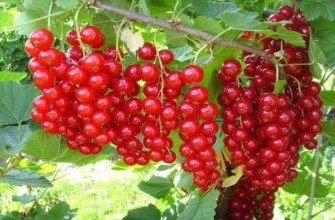 โรวาดาลูกเกดแดง