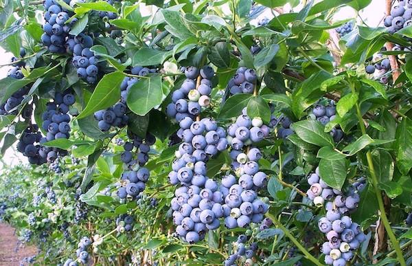 variété de gerbera