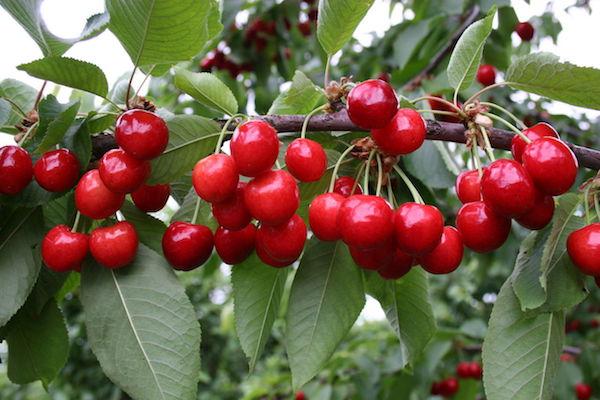 เชอร์รี่มากมาย