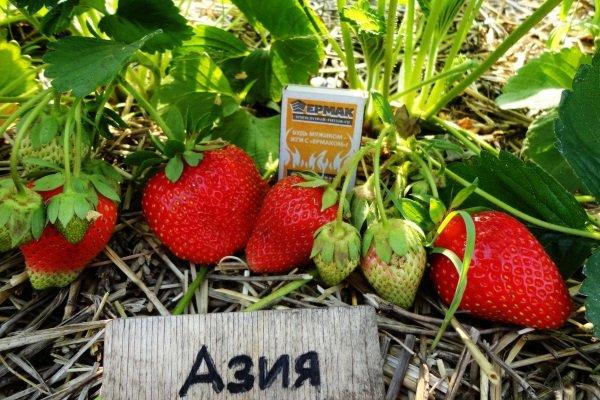 สตรอเบอร์รี่หวานเอเชีย