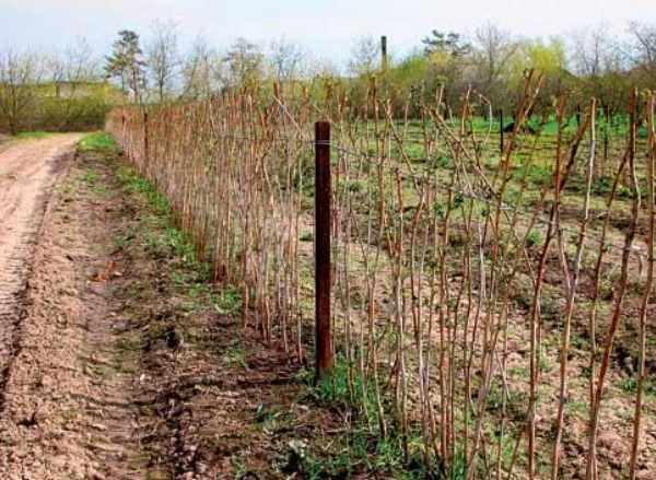 สวนราสเบอร์รี่