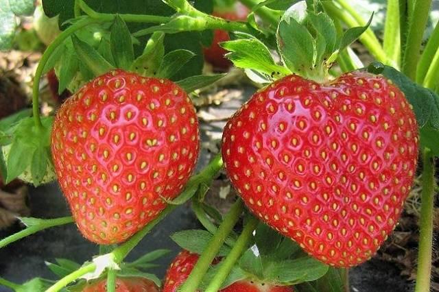 ศัตรูพืชสตรอเบอร์รี่