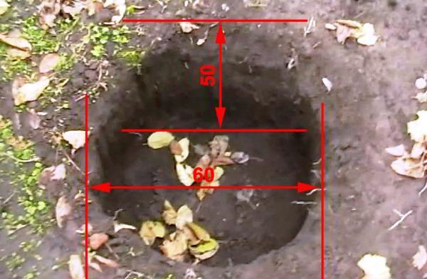 plantation de bleuets