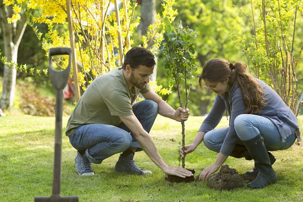 planter un plant de poirier