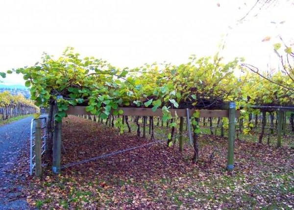 choisir un emplacement pour les actinidies