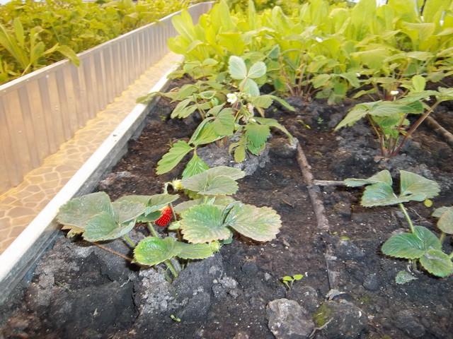 เตียงสตรอเบอร์รี่