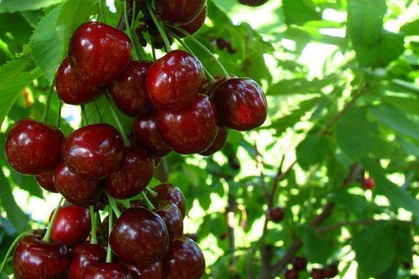 เชอร์รี่แดง