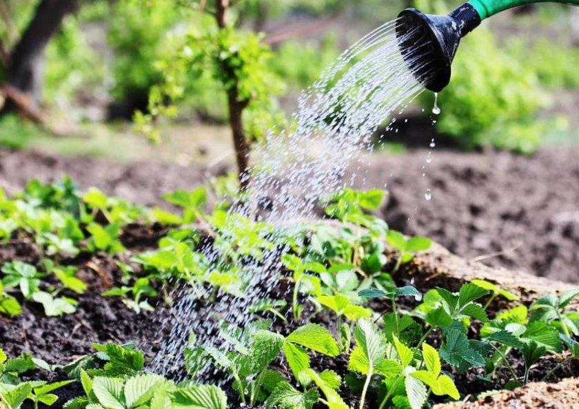 การรดน้ำสตรอเบอร์รี่