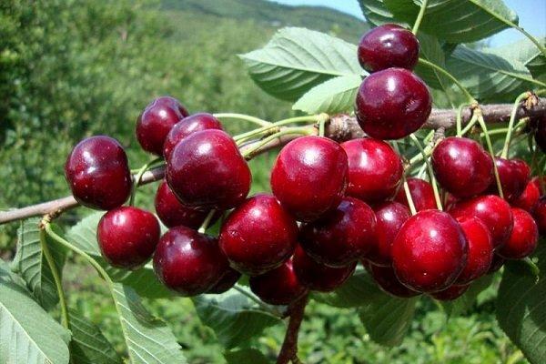 อีกาตัวใหญ่