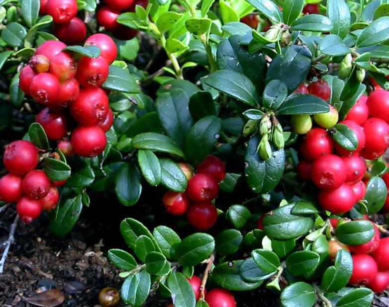 ต้นลิงกอนเบอร์รี่