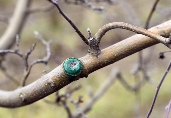 การตัดการประมวลผล