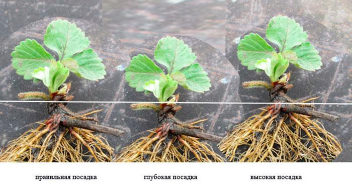 สตรอว์เบอร์รีคาร์เมน