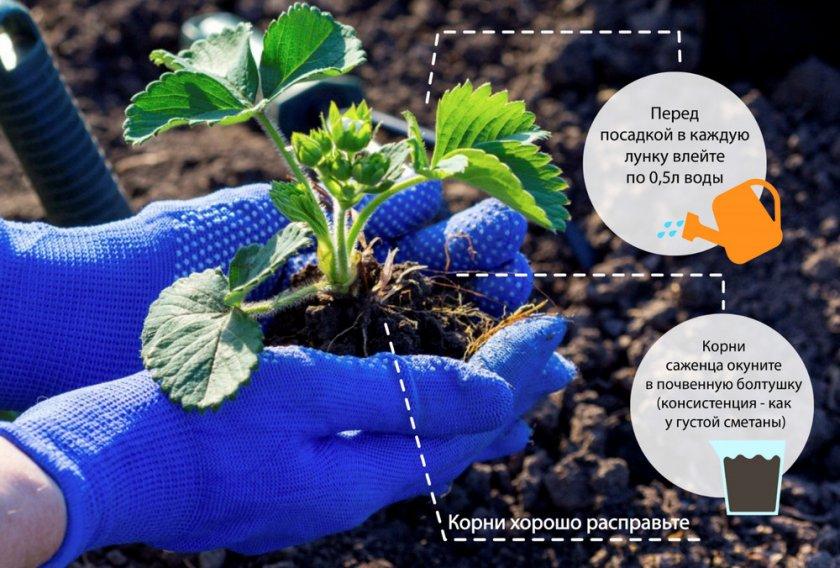 การปลูกและการดูแลรักษา