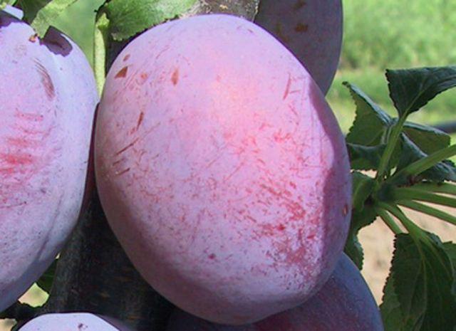 ประธานพลัม