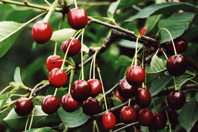 มอสโคว์เชอร์รี่