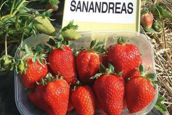 สตรอเบอร์รี่ขนาดใหญ่