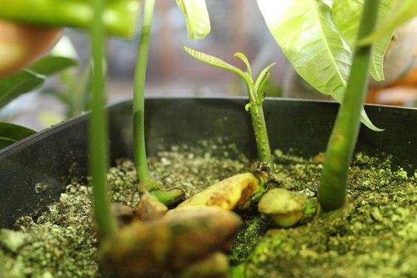 มะม่วงที่บ้าน