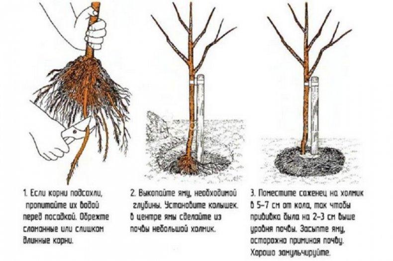 เทคโนโลยีการปลูกเชอร์รี่