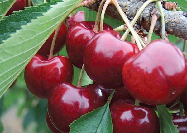 มอสโคว์ กริออต เชอร์รี่