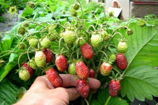 fraises à la datcha