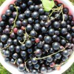 ลูกเกดผลใหญ่