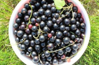 ลูกเกดผลใหญ่