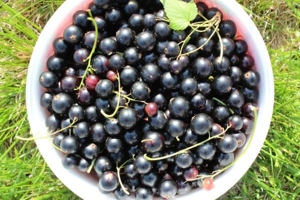 groseillier à gros fruits