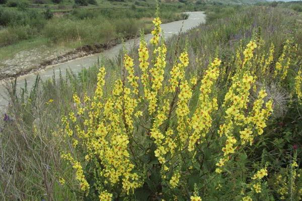 ต้นไม้สำหรับทำปุ๋ย